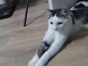 theysaidimcute from Chaturbate is Freechat
